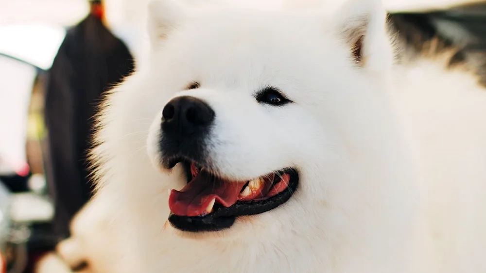 Samoyed dog puppy