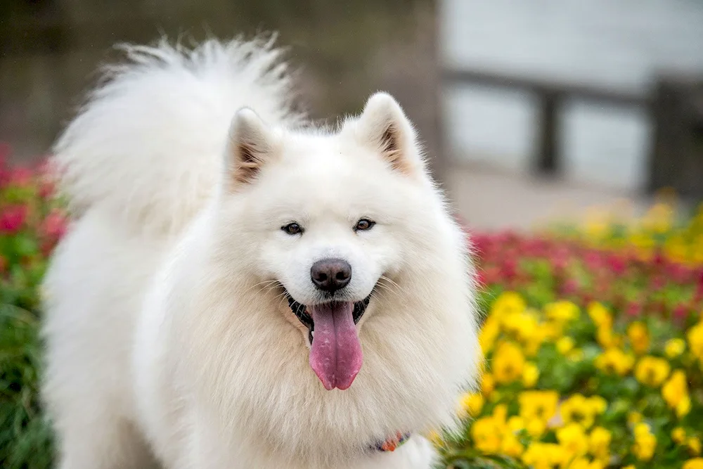 Samoyed dog