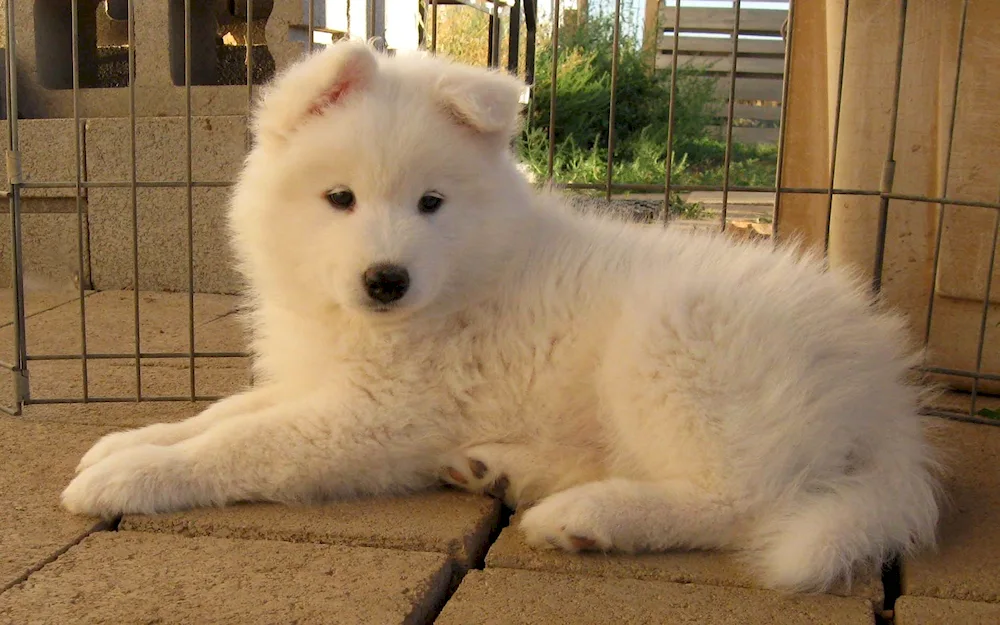 Samoyed dog