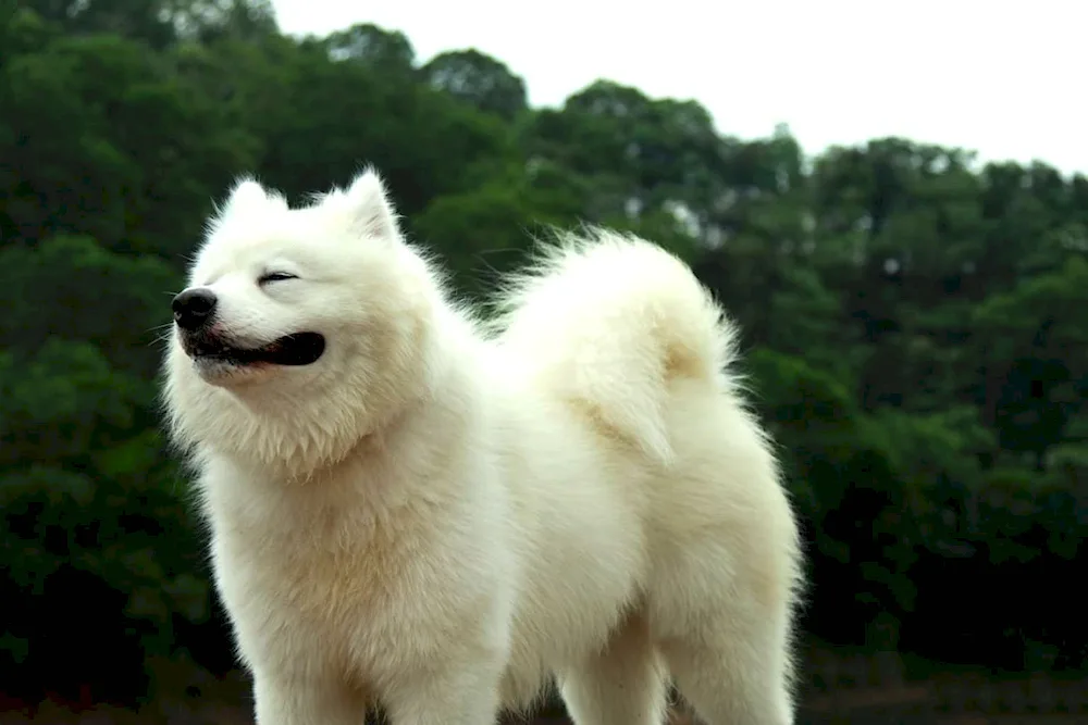 Samoyed dog