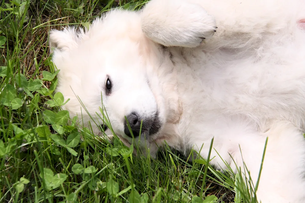 Samoyed husky sled dog