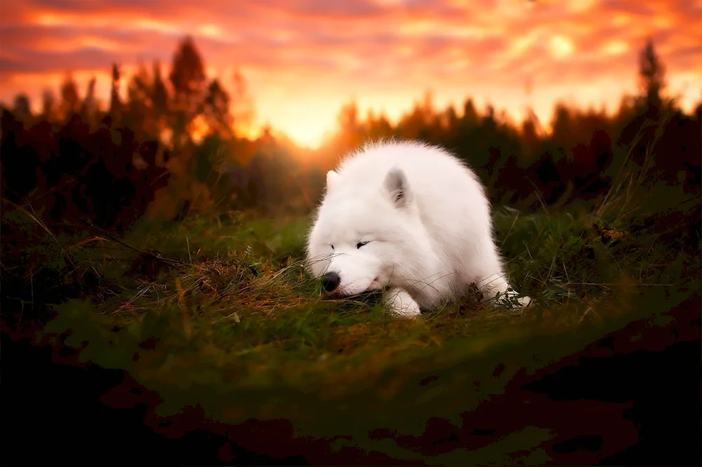 Samoyed dog