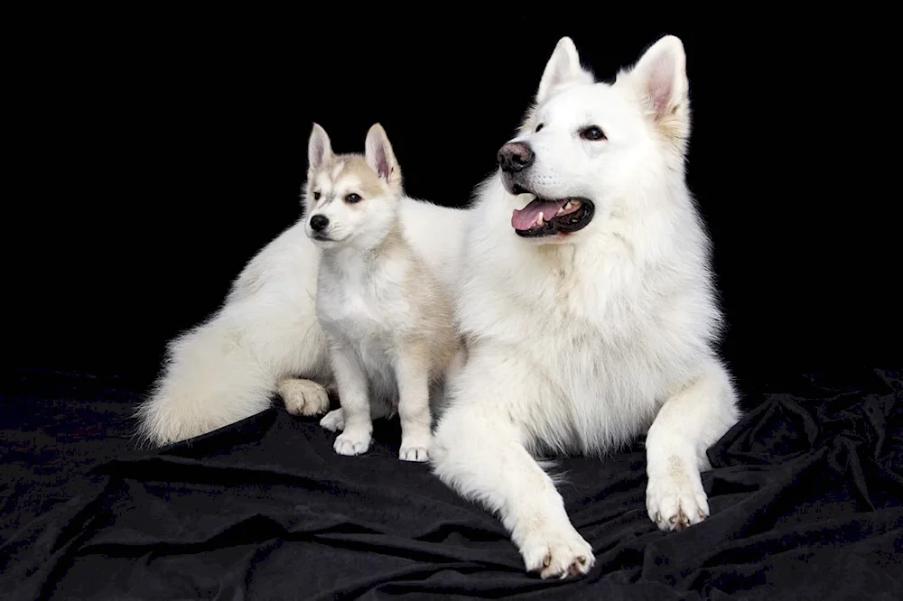 Samoyed and Bsho