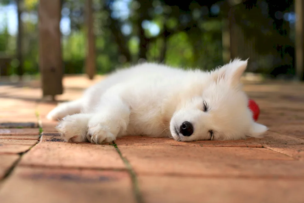 Samoyed puppies