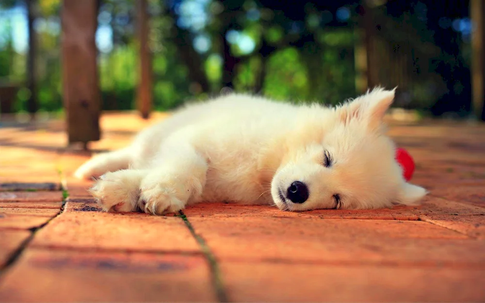 Samoyed husky