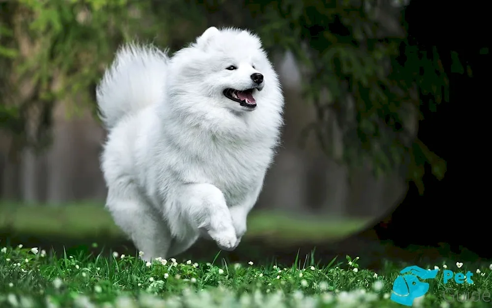 Samoyed dog