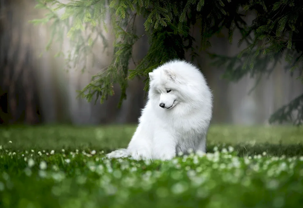 Samoyed dog