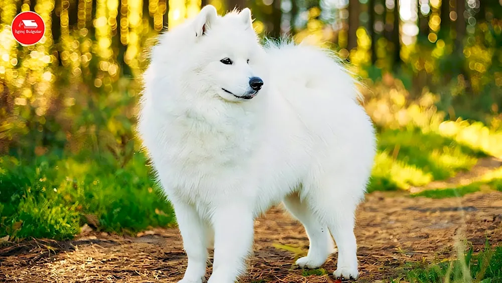 Samoyed dog