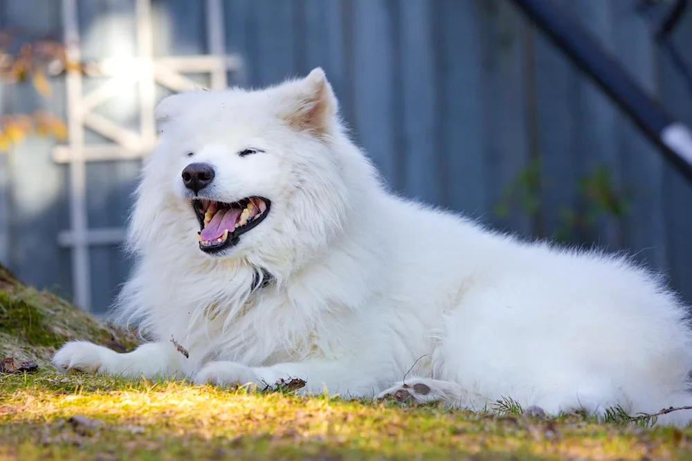 Polish Podhalean sheepdog