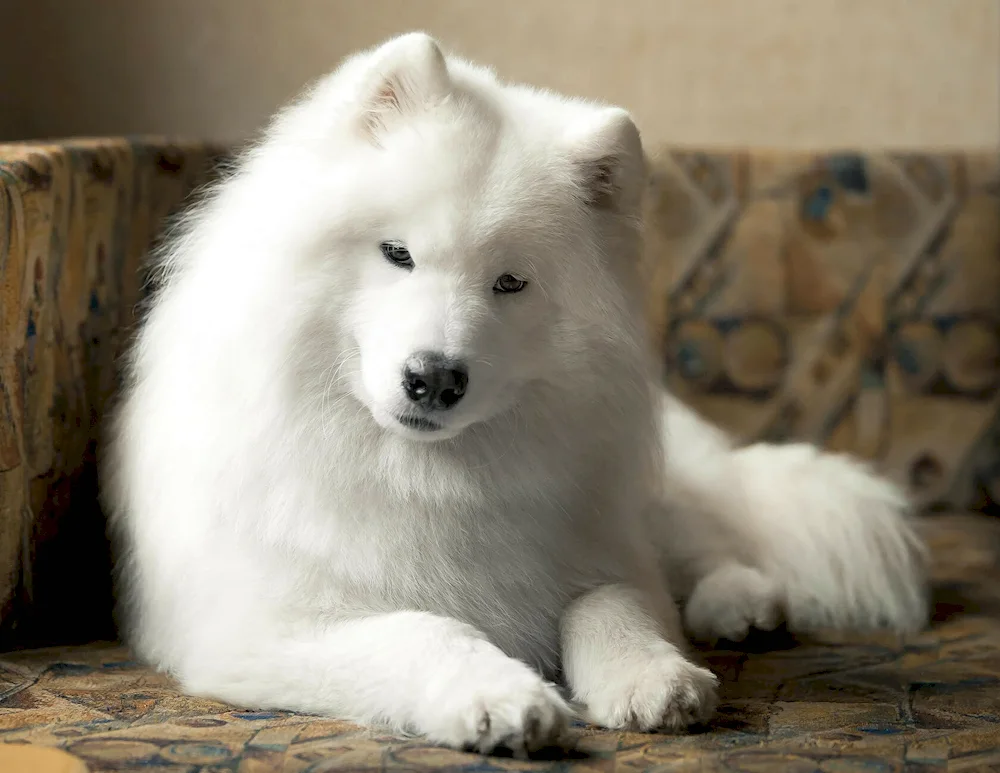 Spitz Samoyed dog