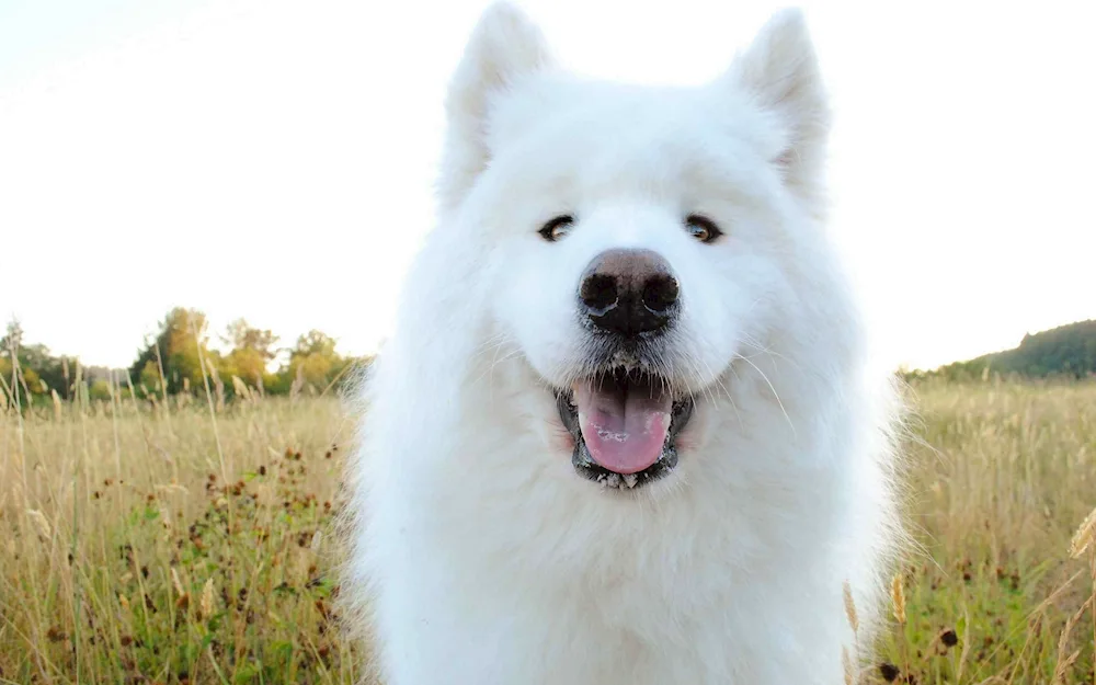 Chow chow dog white