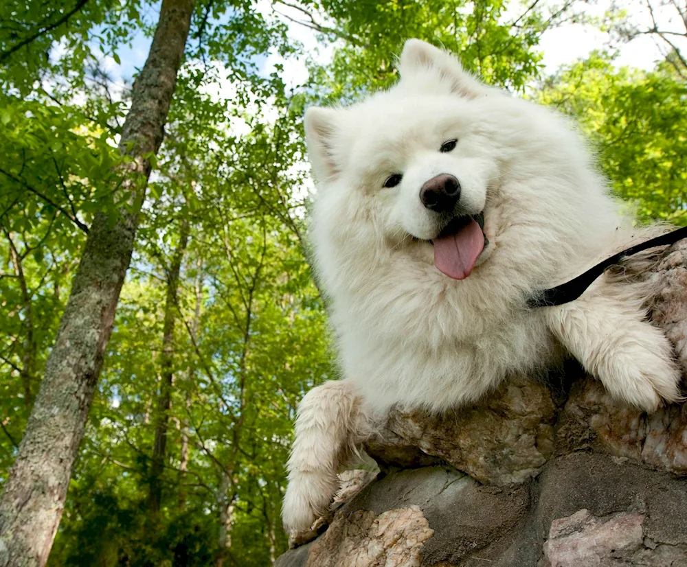 Samoyed dog