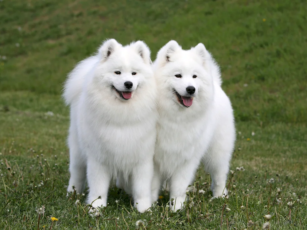 Samoyed dog