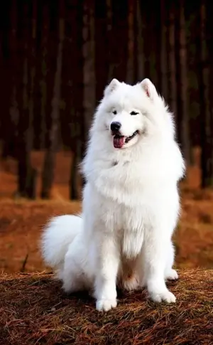 Samoyed dog