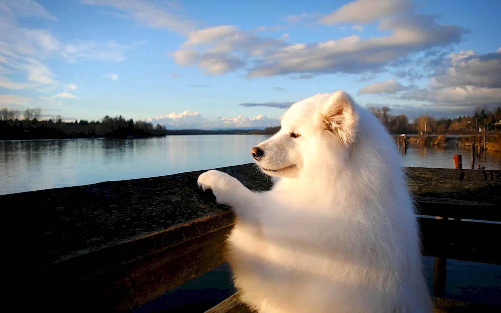 Samoyed spitz. Grossspitz