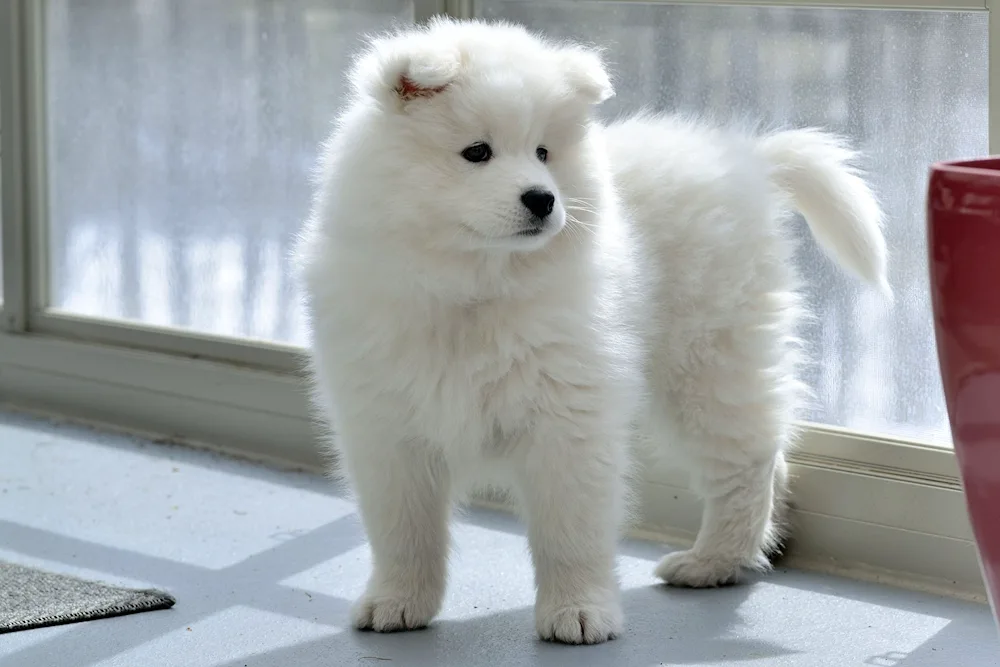 Samoyed husky Samoyed dog