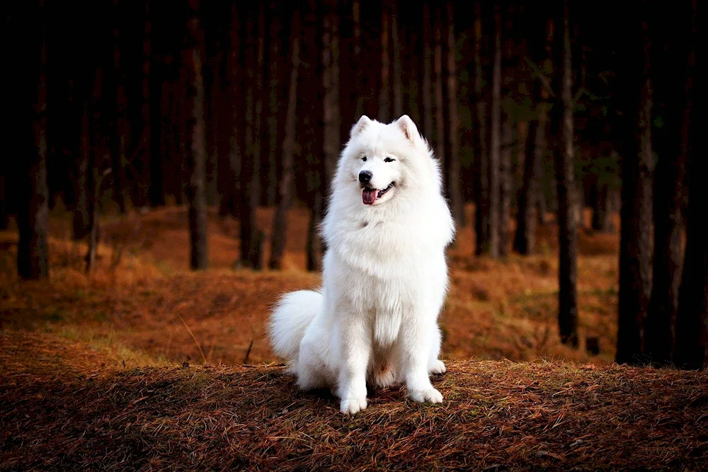 Samoyed husky dog