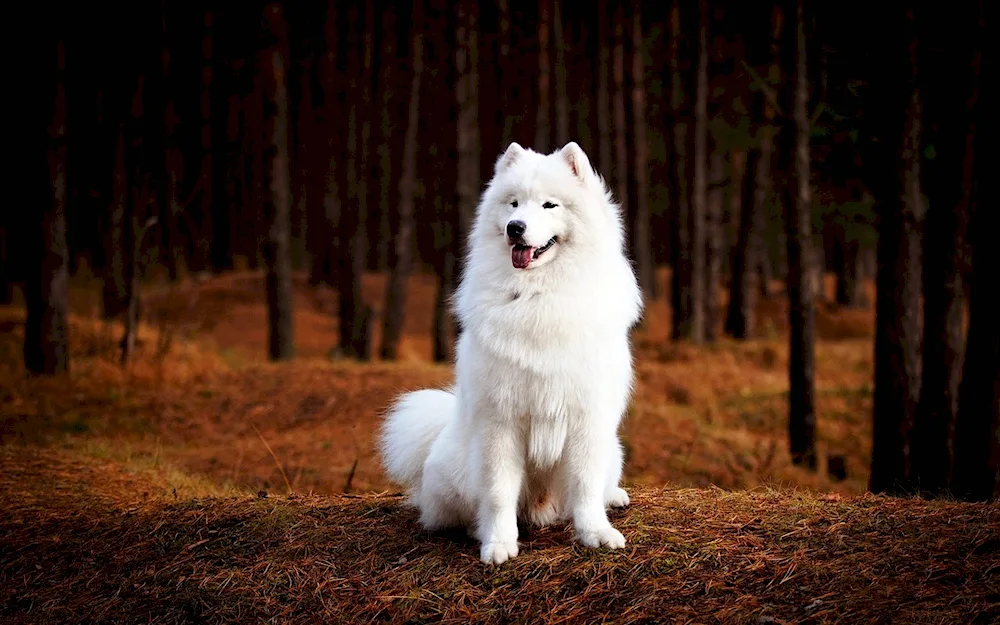 Maremma dog. Abruzzese shepherd dog