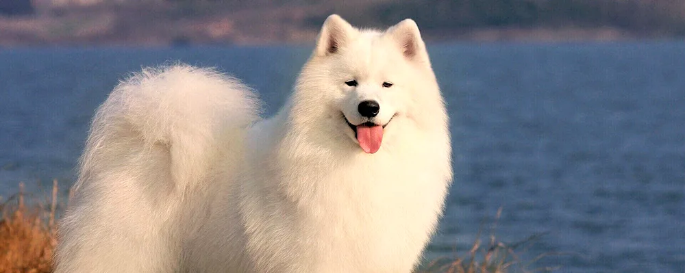 Samoyed dog