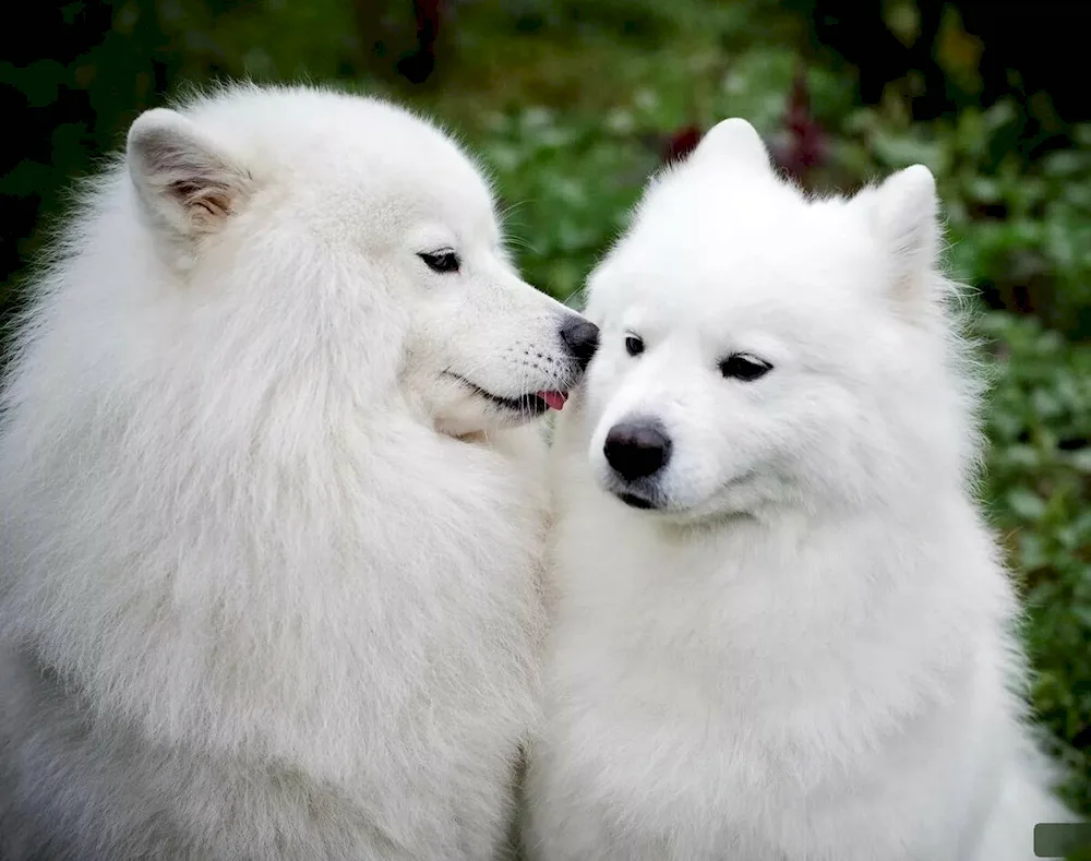 Akita Inu white dog.