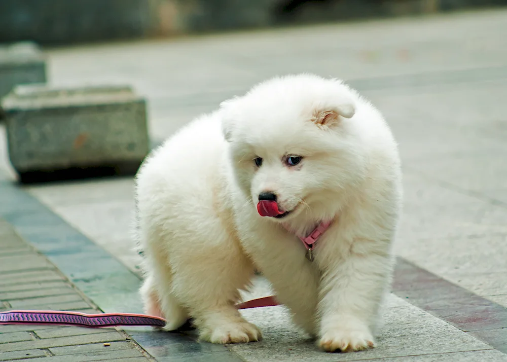 White Bear