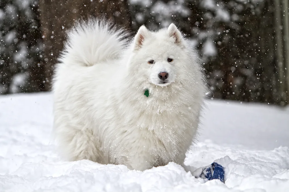 Pomeranian spitz