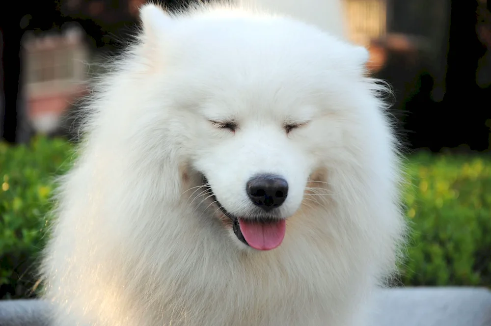 Samoyed husky