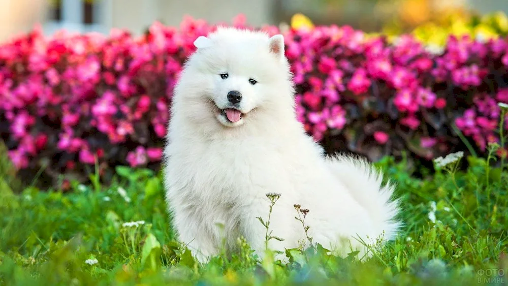 Pomeranian Dwarf Spitz White