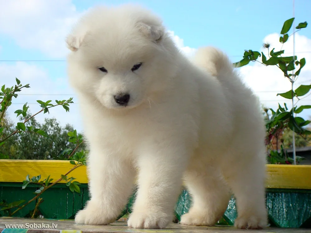 Pomeranian Spitz