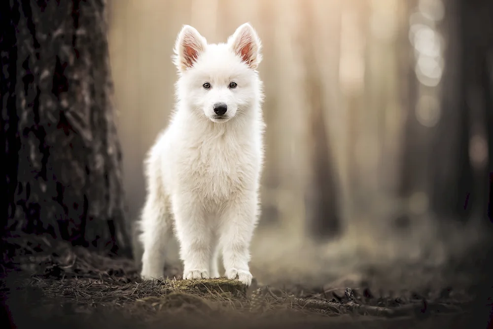 Samoyed husky