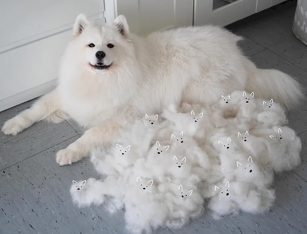 Samoyed husky