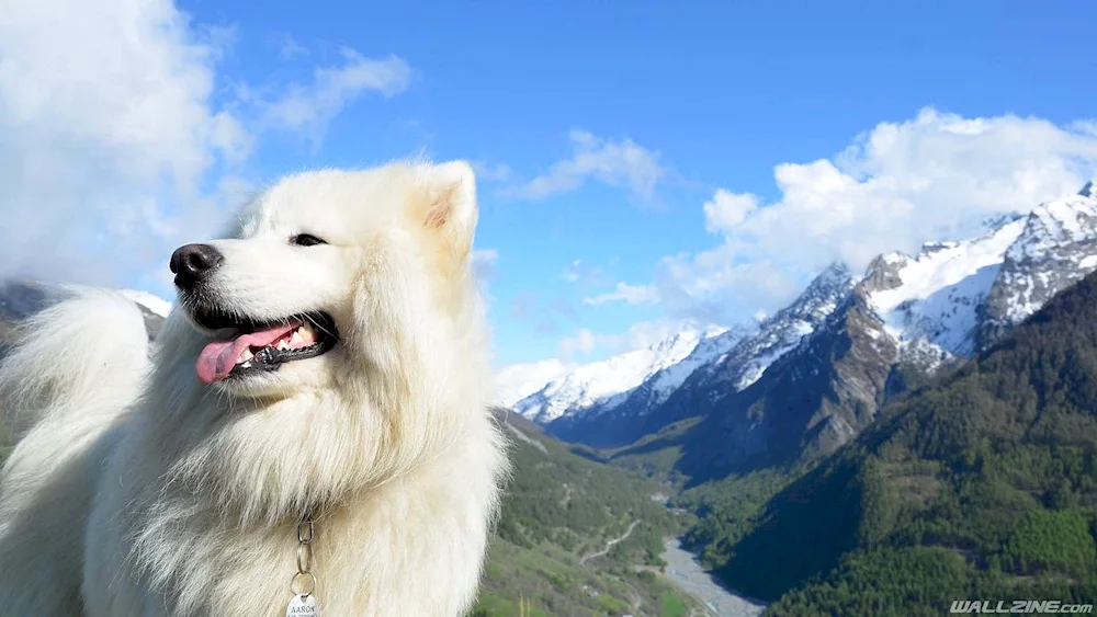 Samoyed husky black.