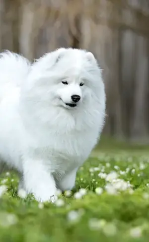 Samoyed husky