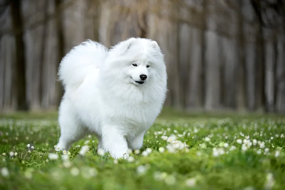 Samoyed husky