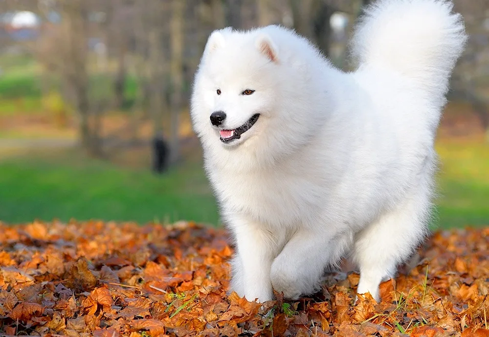 Hokkaido dog breed