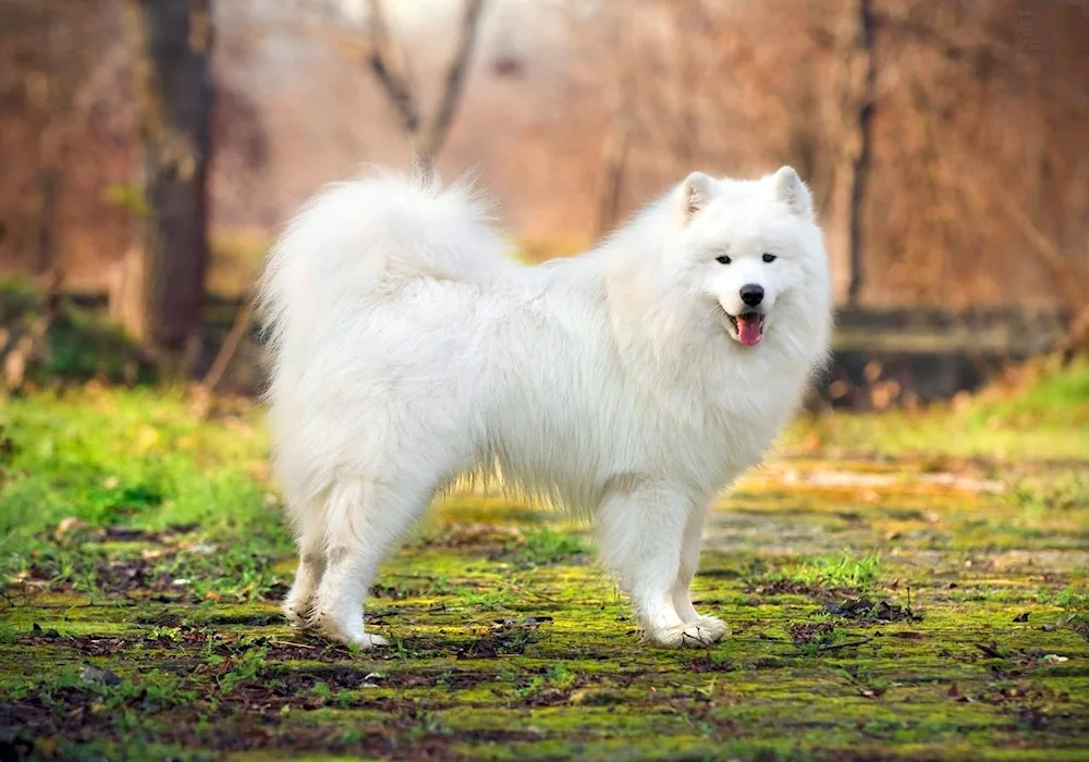 Dwarf Samoyed dog