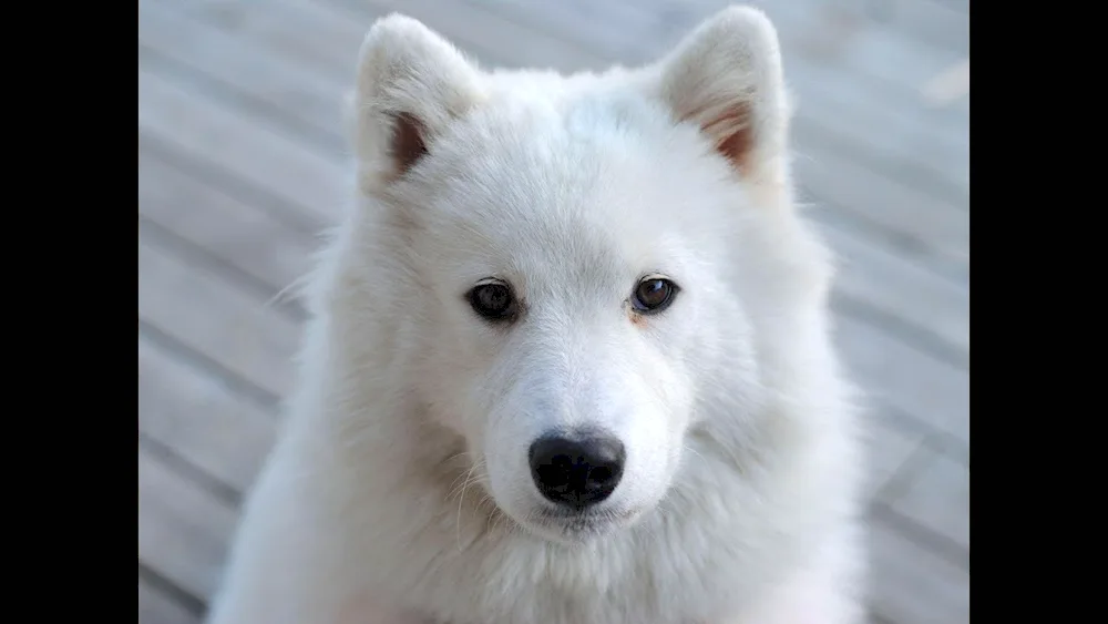 Samoyed husky