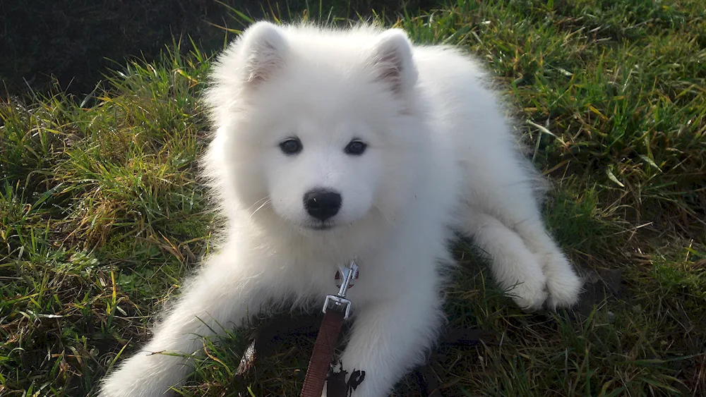 Samoyed husky