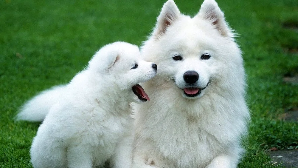 Samoyed dog