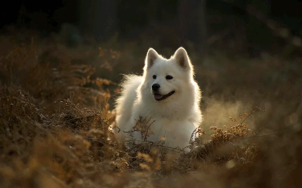 Samoyed husky