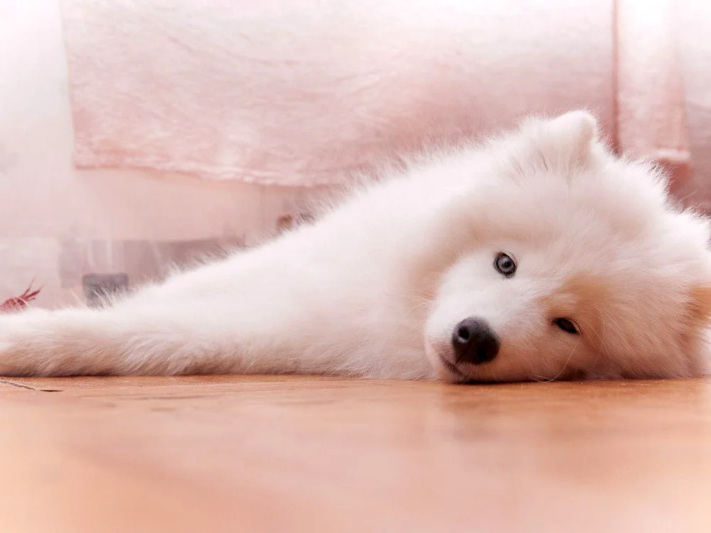 Samoyed husky