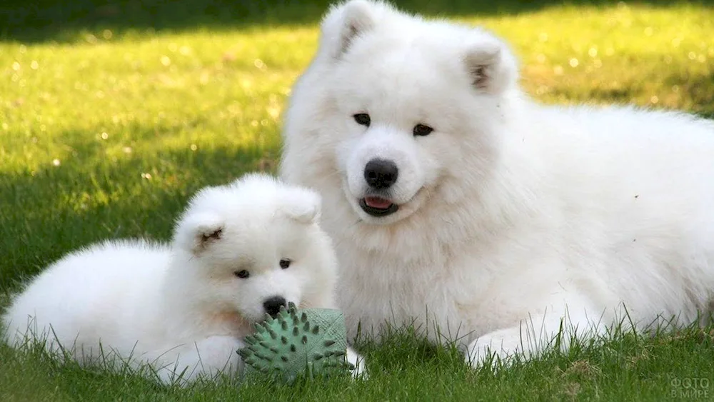 Samoyed husky