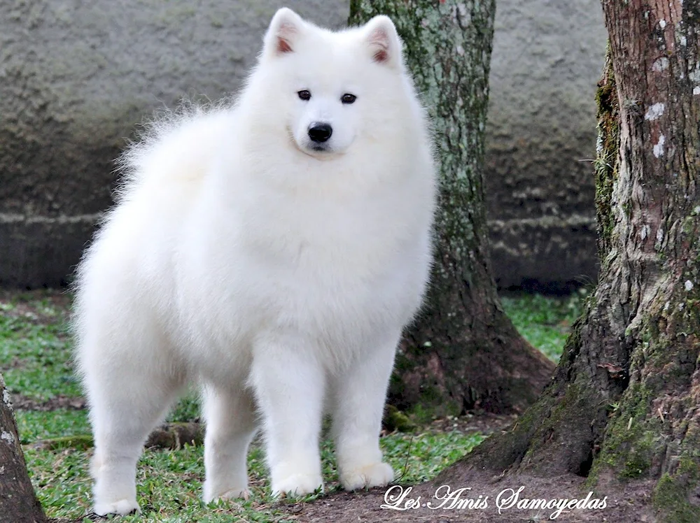 Samoyed husky husky