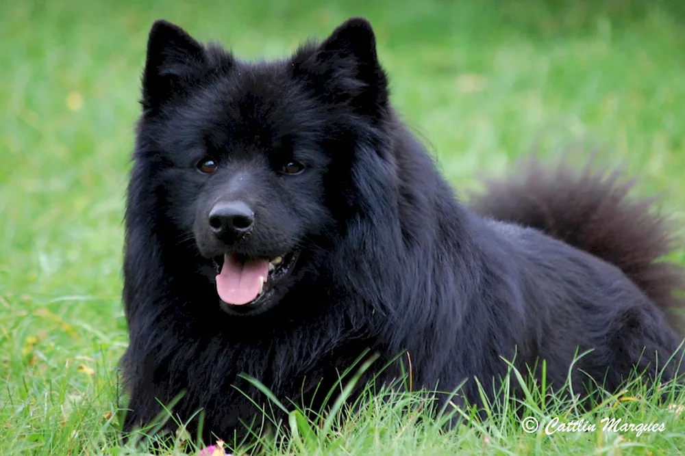 Samoyed dog