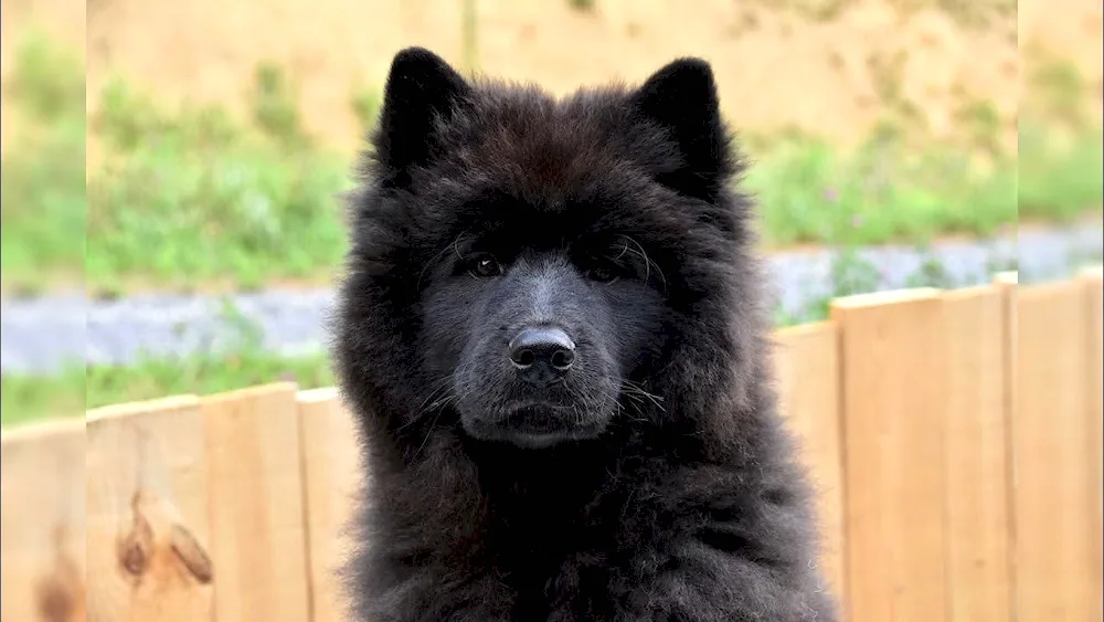 Samoyed dog