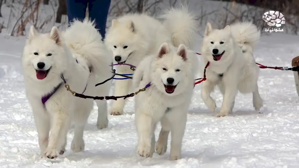 Samoyed dog in the snow