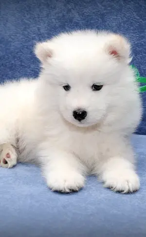 Samoyed husky Samoyed