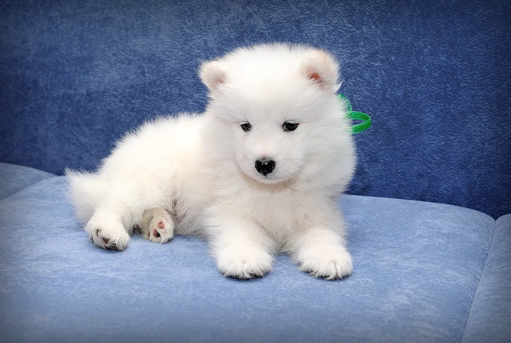 Samoyed husky Samoyed