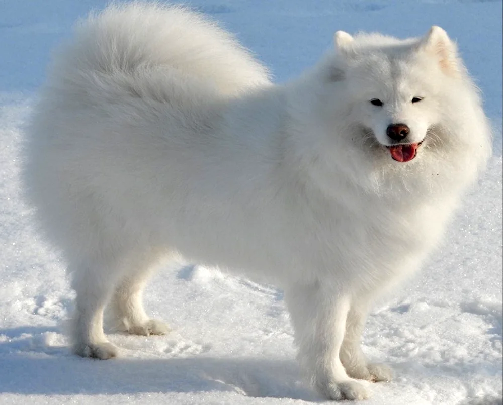 Samoyed husky