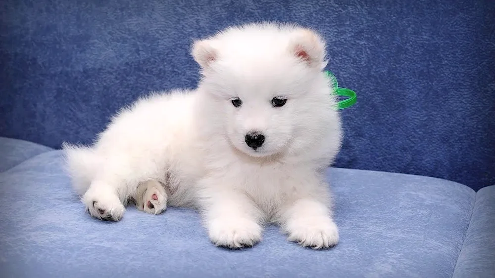 Breed chow chow dog